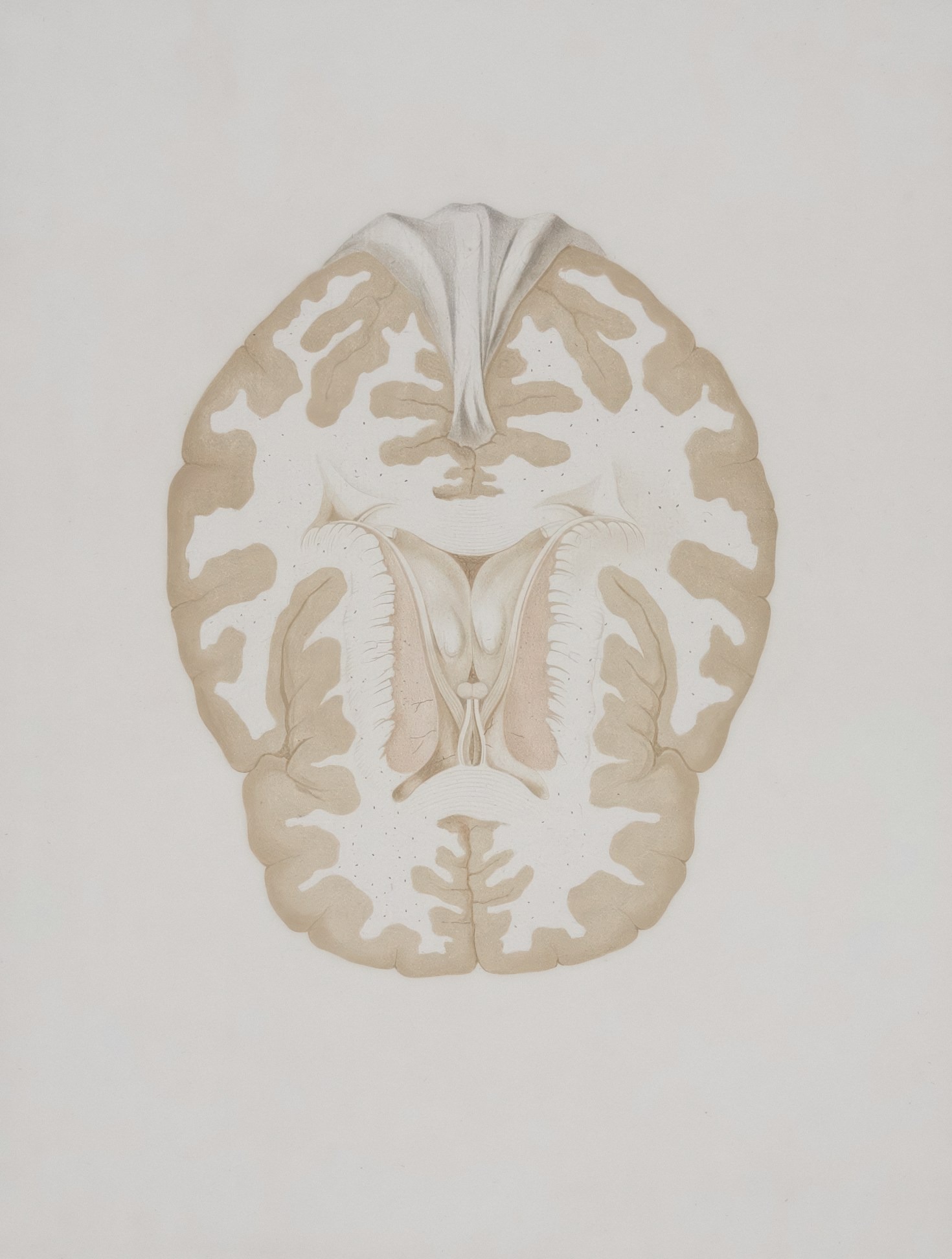 The Role of Neuropsychology in Leadership Development